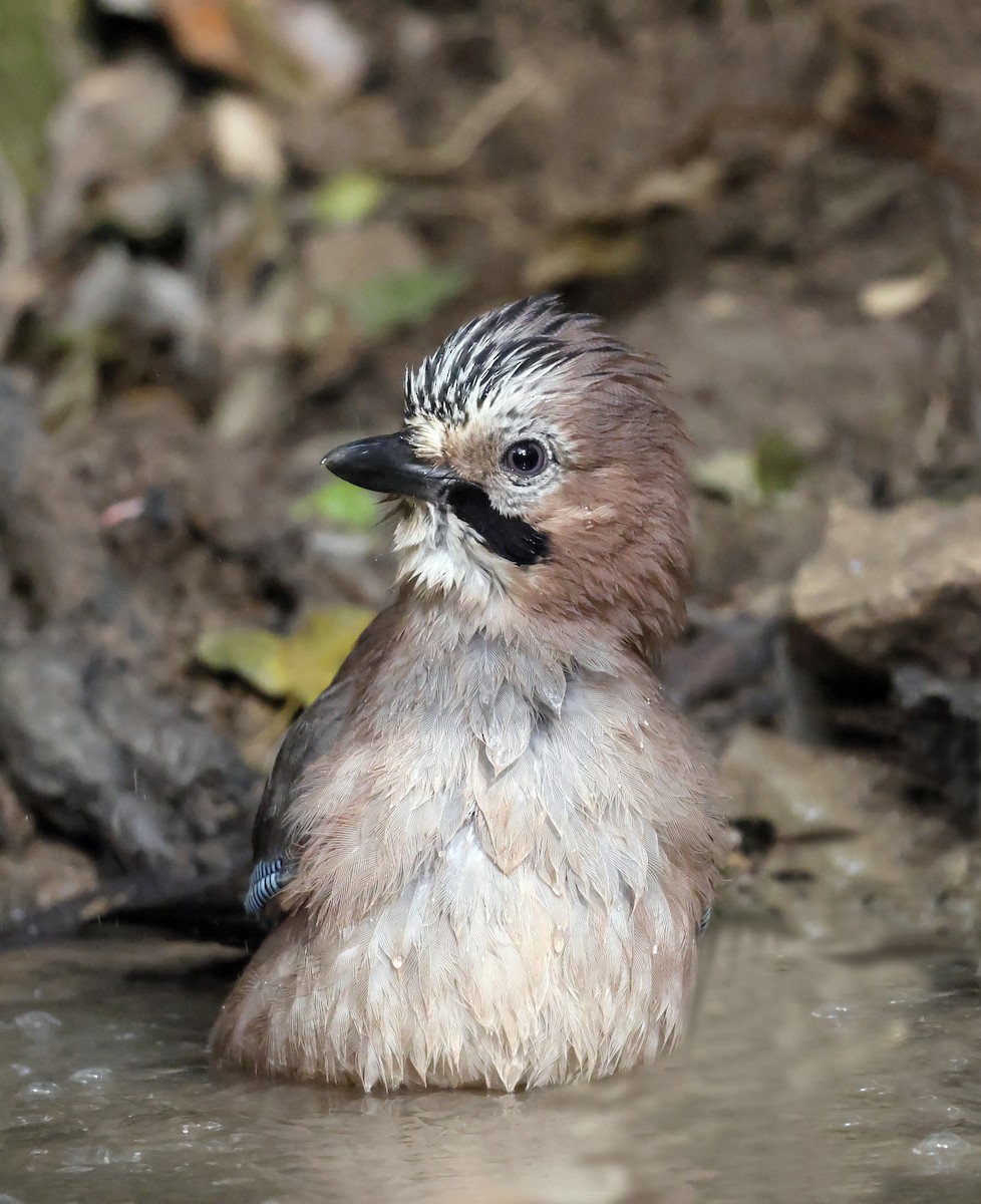 Eurasian Jay - ML645318613