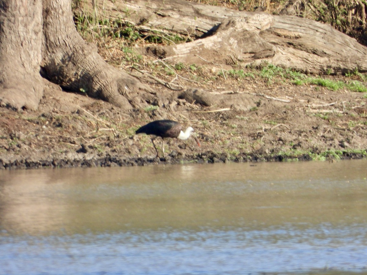 African Woolly-necked Stork - ML645318616