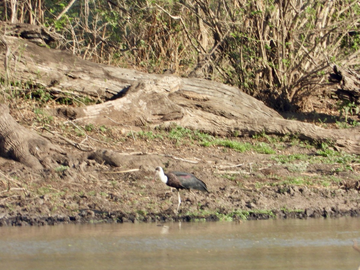 African Woolly-necked Stork - ML645318617