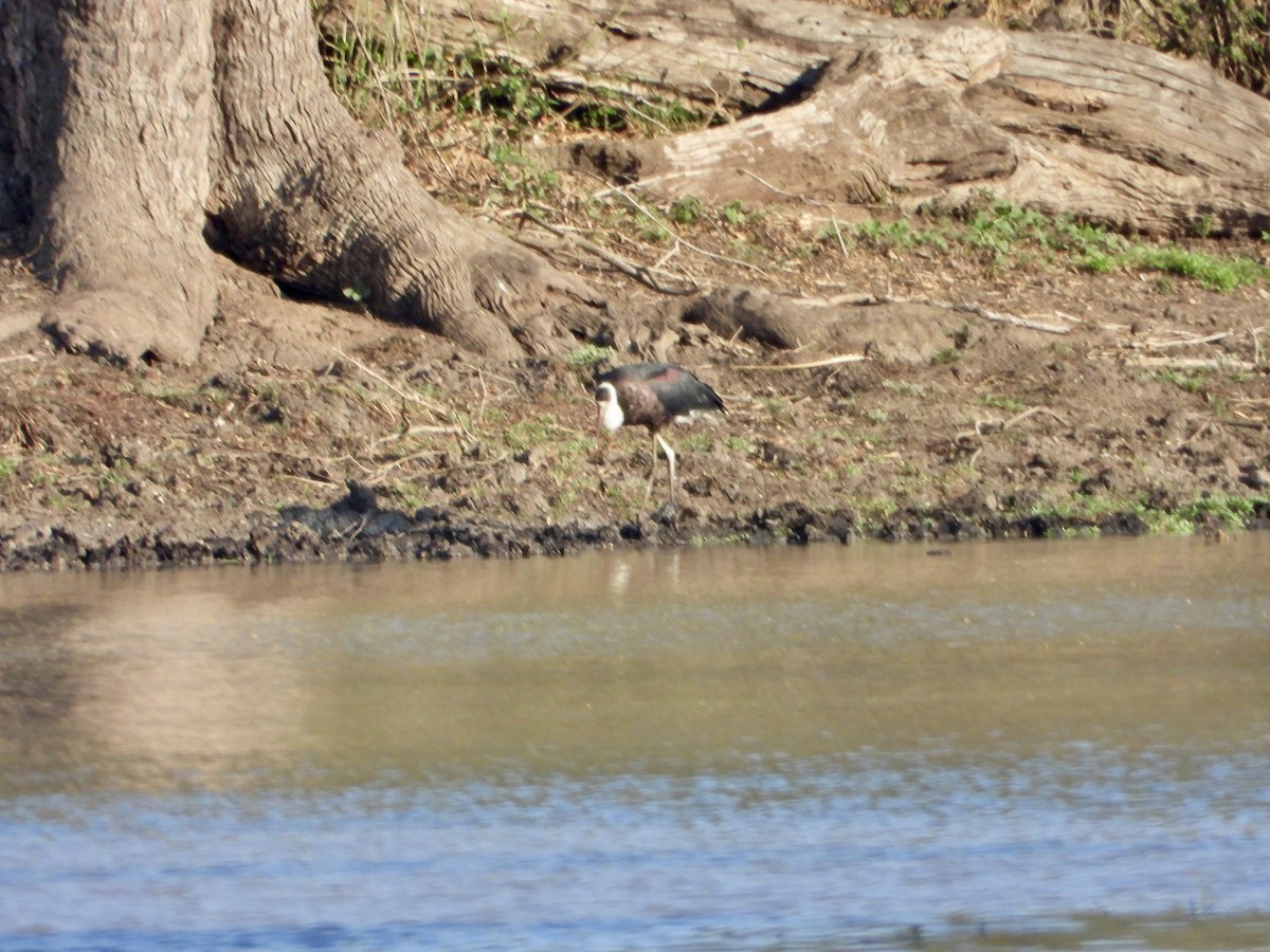 African Woolly-necked Stork - ML645318618