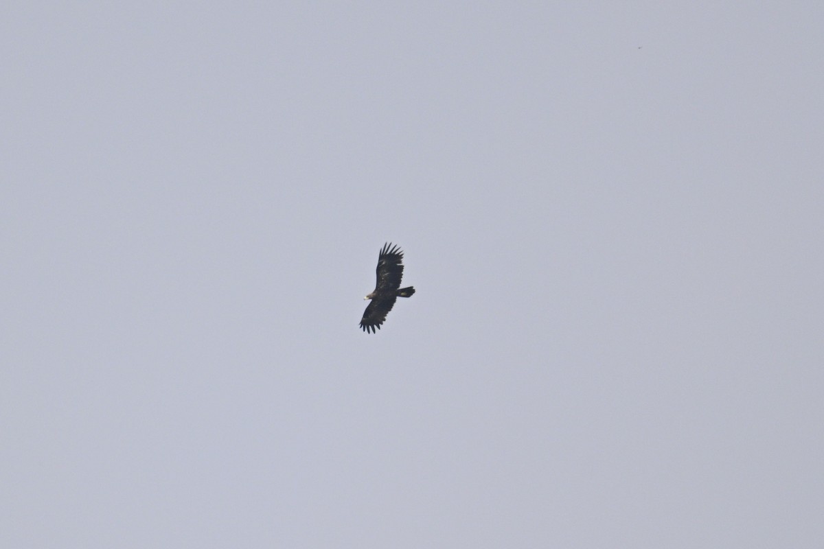 Greater Spotted Eagle - ML645318625