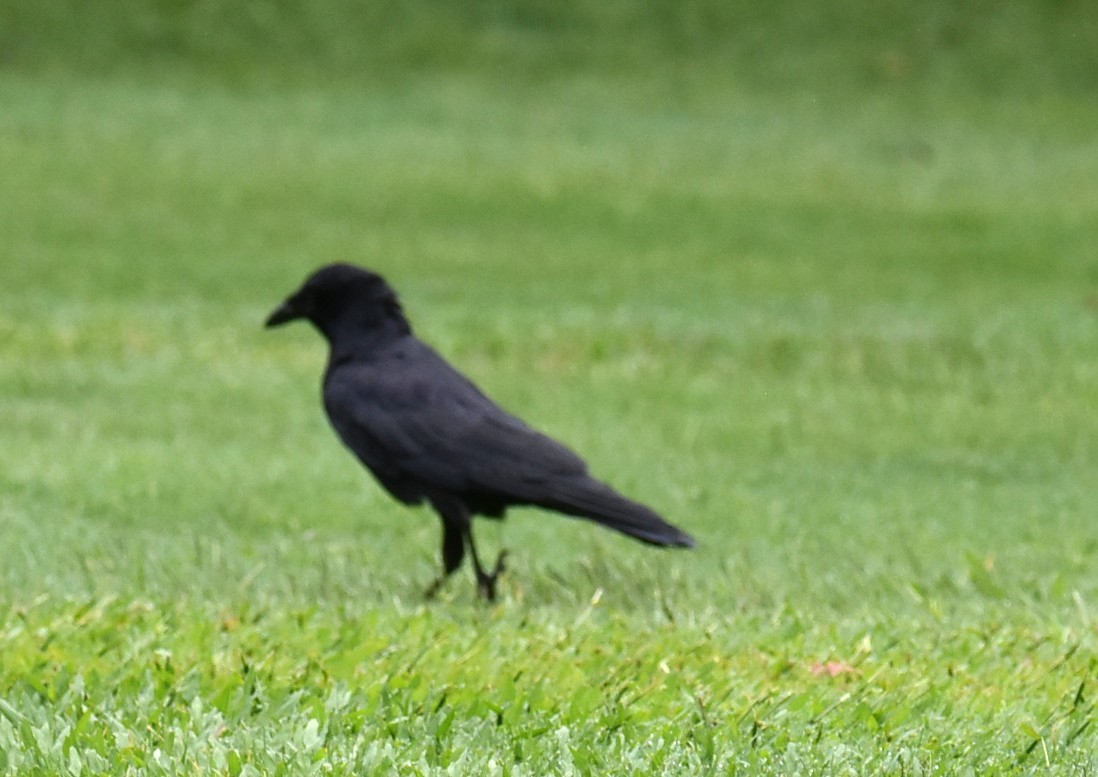 Torresian Crow - ML645318649