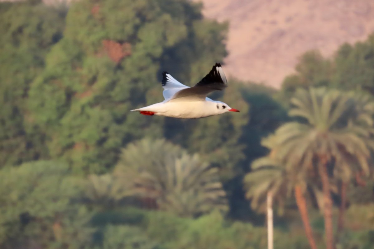 Black-headed Gull - ML645318658