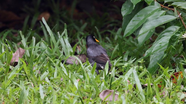 白尾八哥 - ML645318676