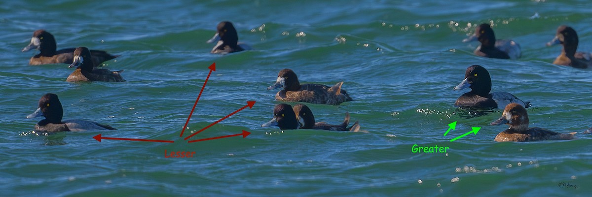 bergand - ML645318684