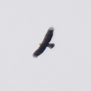 Golden Eagle - ML645318694