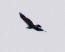 Golden Eagle - ML645318695