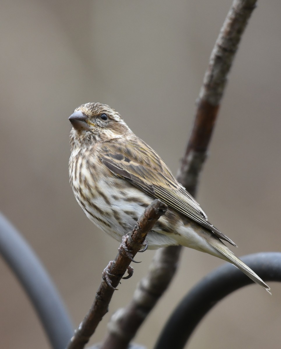 Purple Finch - ML645318718