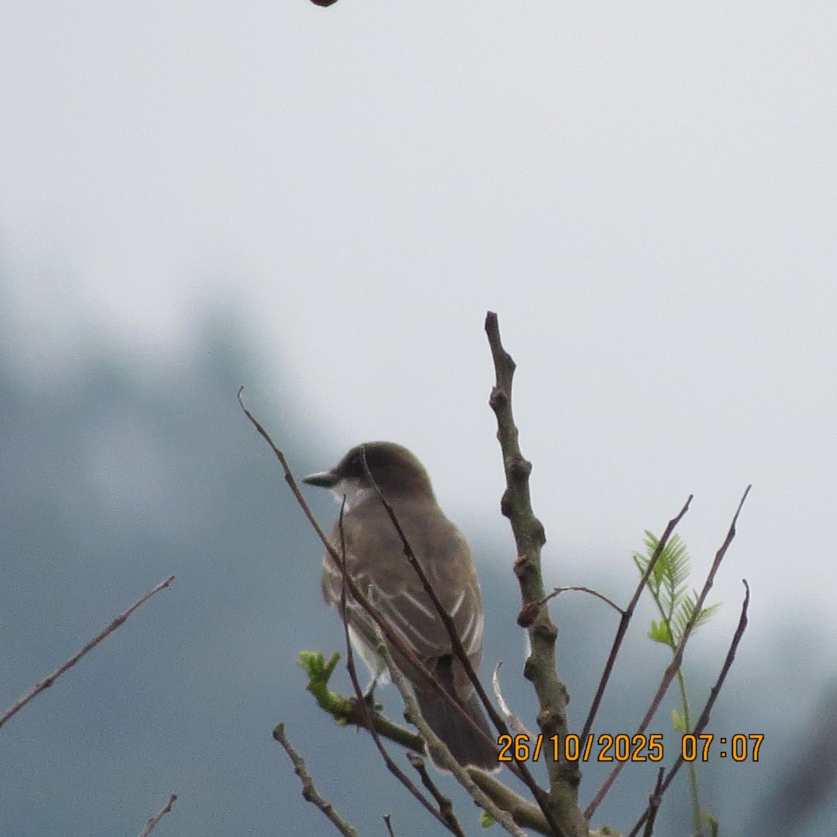טירן מזרחי - ML645318720