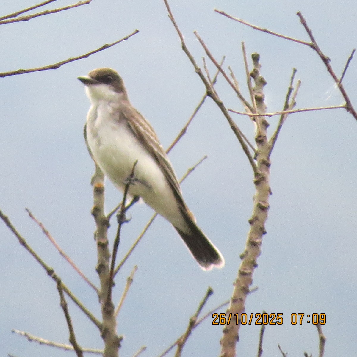 טירן מזרחי - ML645318721