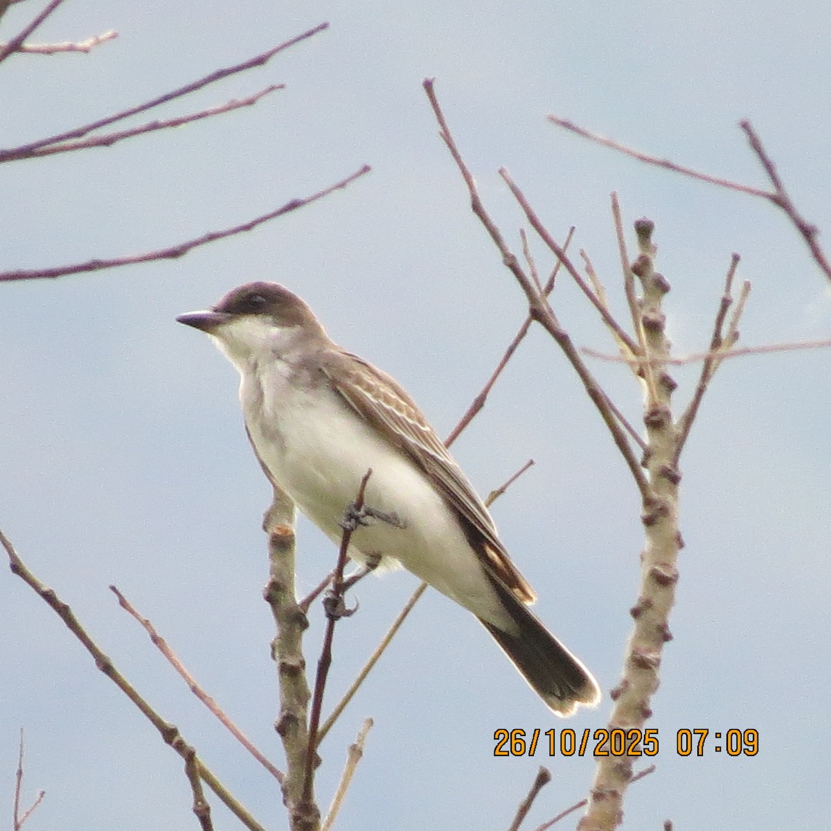 טירן מזרחי - ML645318722