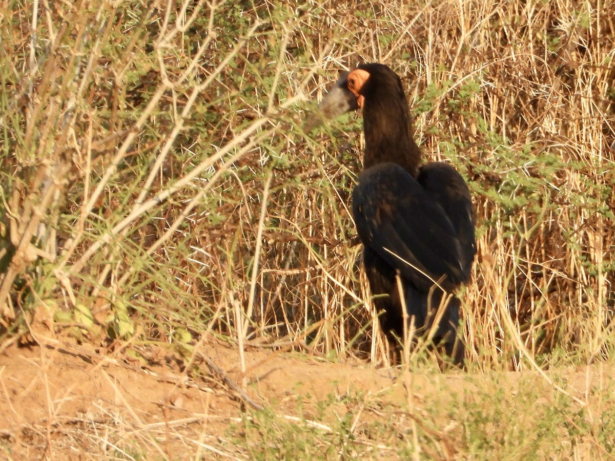 Southern Ground-Hornbill - ML645318723