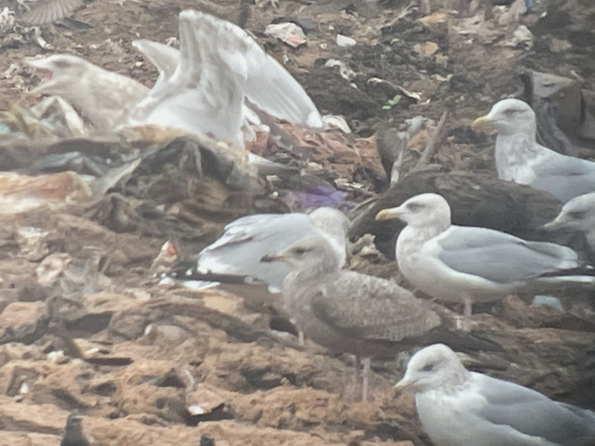 Larus sp. - ML645318747