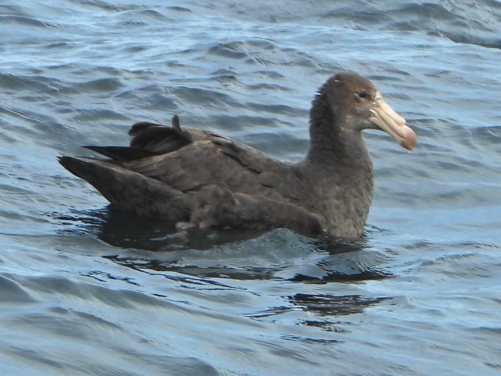 Kuzey Dev Fırtınakuşu - ML645318754