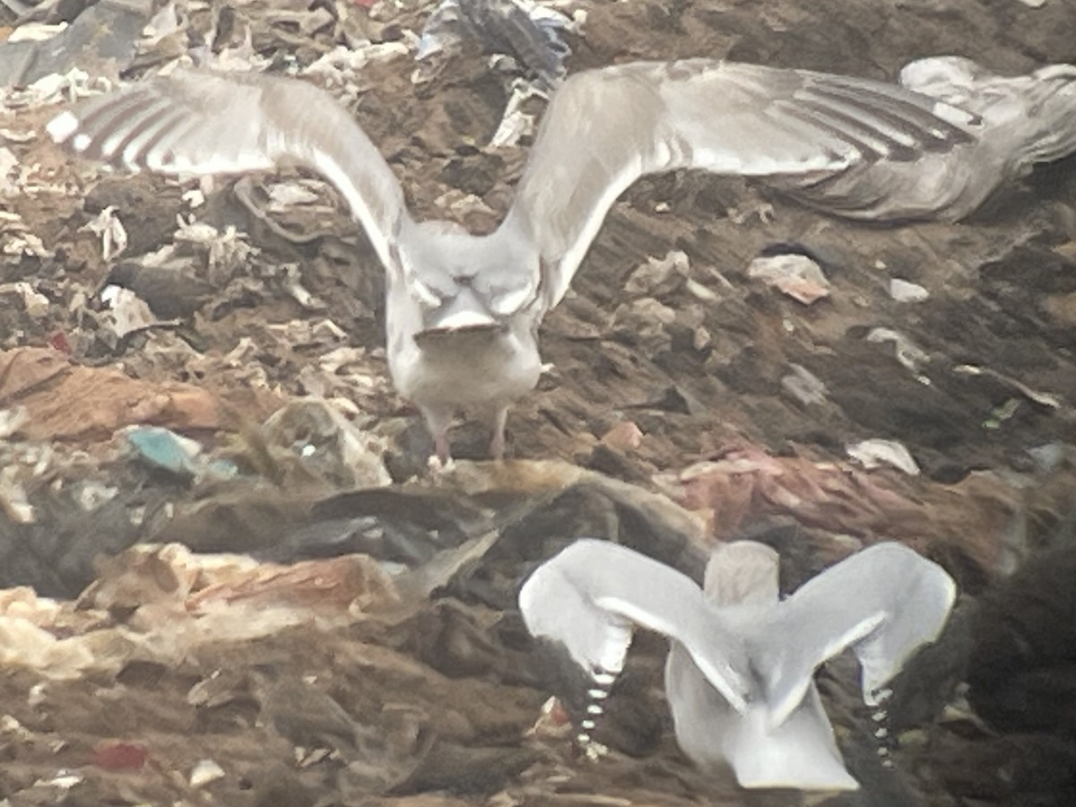 Larus sp. - ML645318757