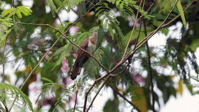 Кукавка австралійська (підвид sepulcralis/everetti) - ML645318759