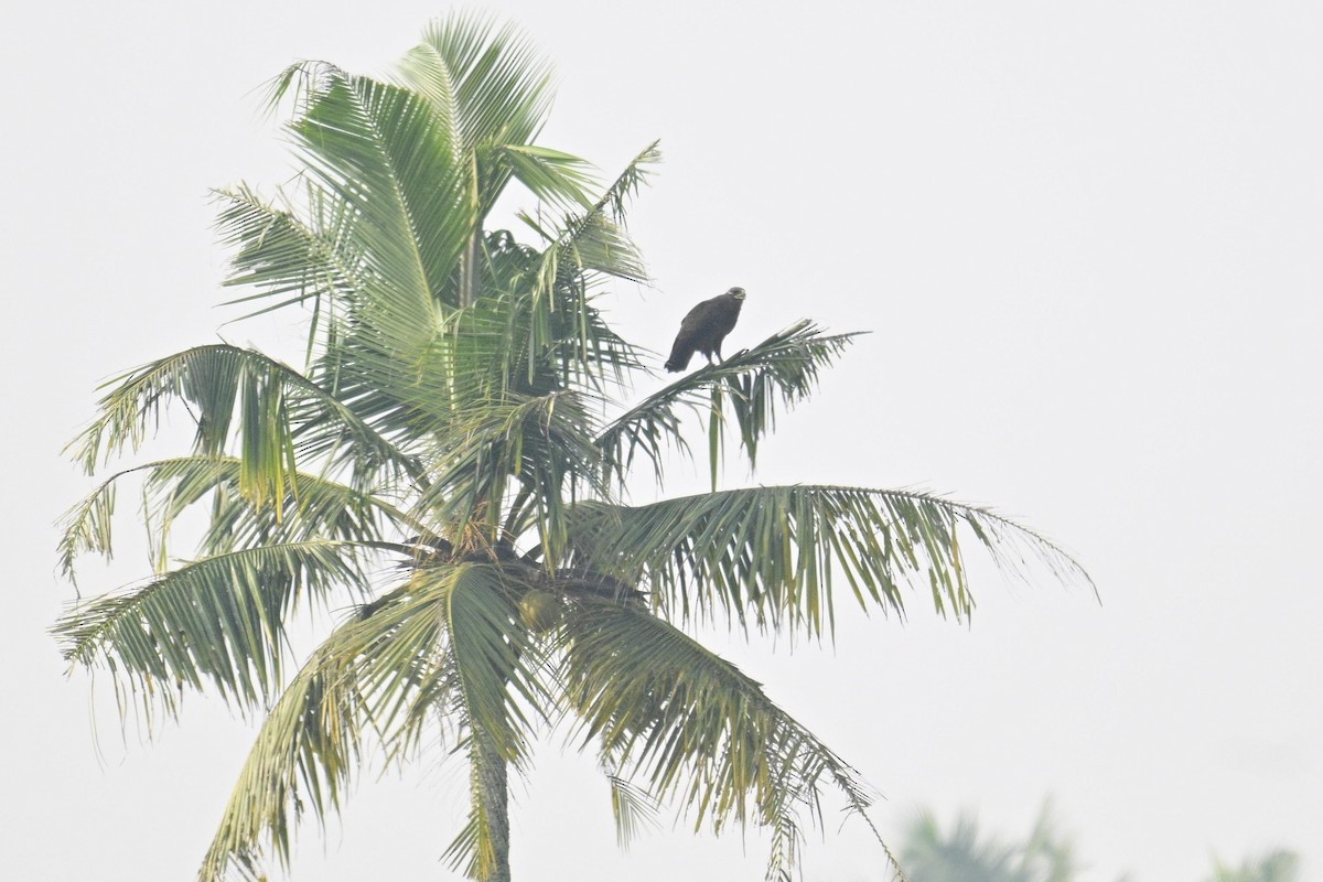 Greater Spotted Eagle - ML645318763