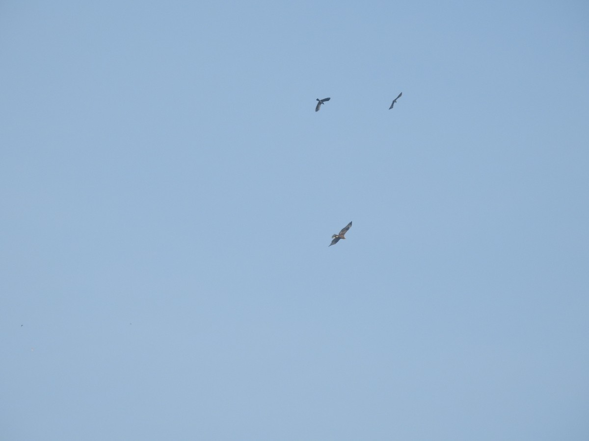 Long-legged Buzzard - ML645318765