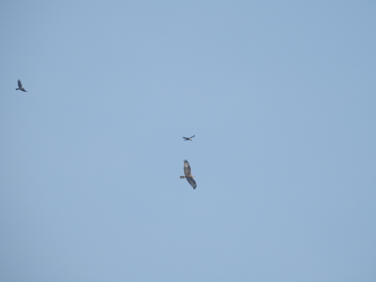 Long-legged Buzzard - ML645318766