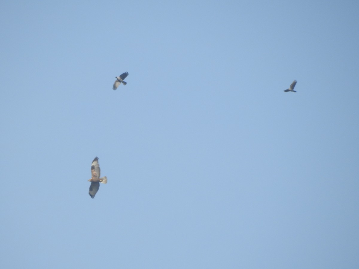 Long-legged Buzzard - ML645318767