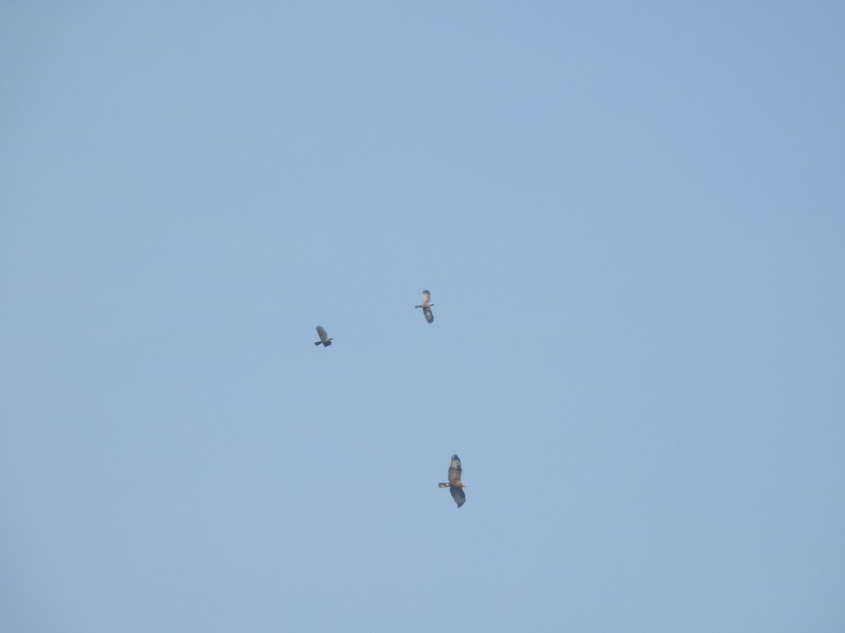 Long-legged Buzzard - ML645318768