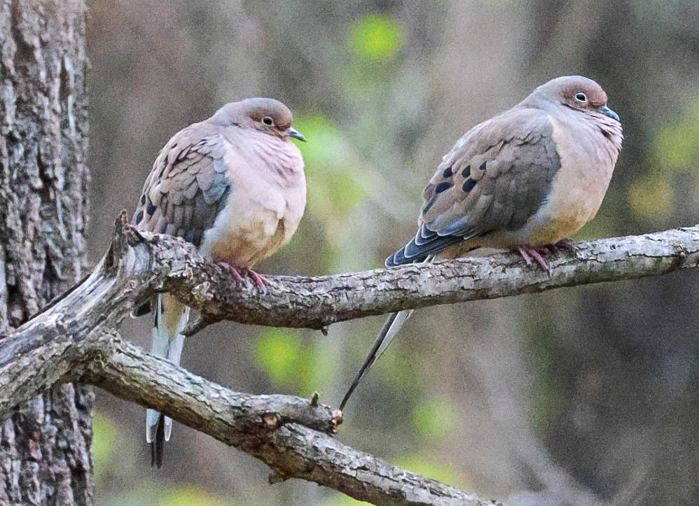 Mourning Dove - ML645318777