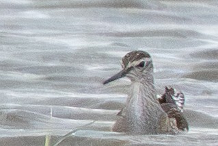 Wood Sandpiper - ML645318797