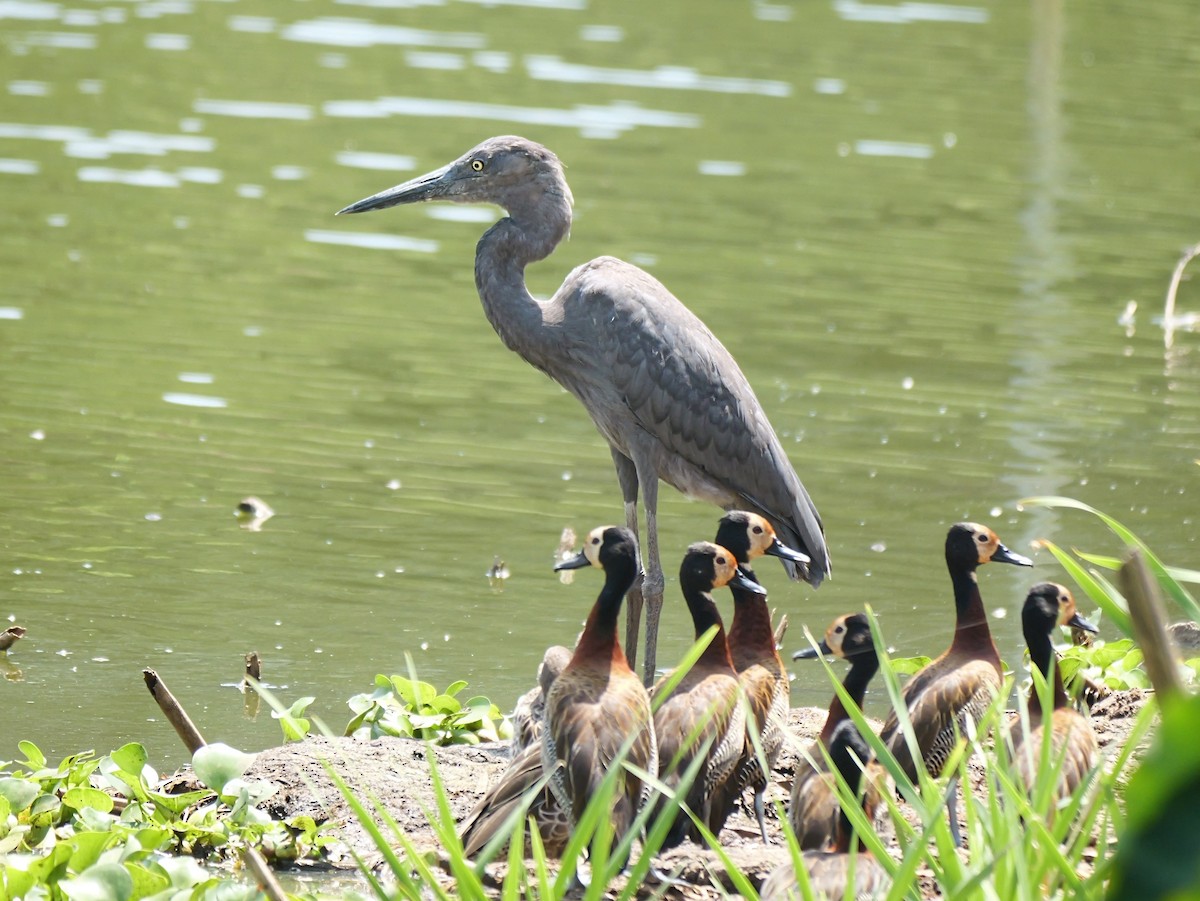 Humblot's Heron - ML645318800