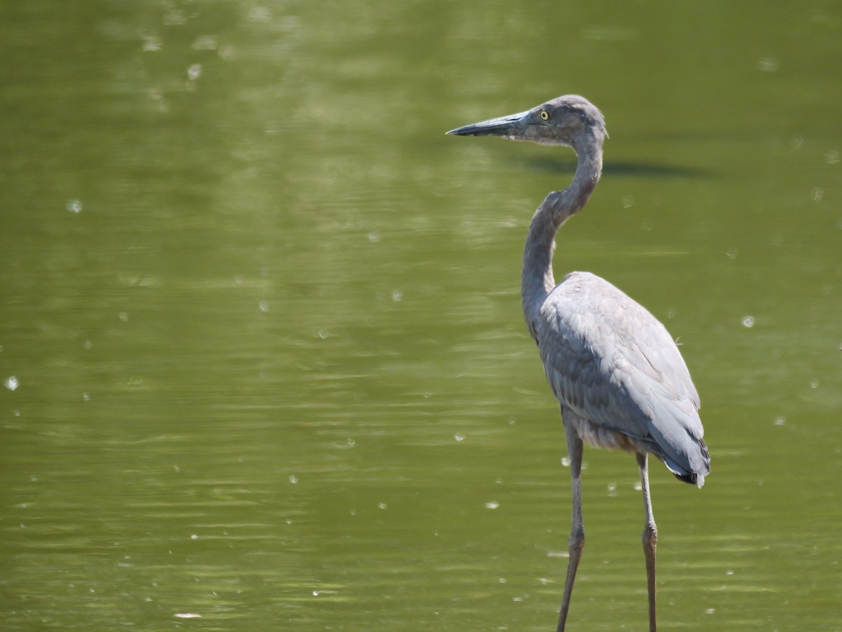 Humblot's Heron - ML645318804