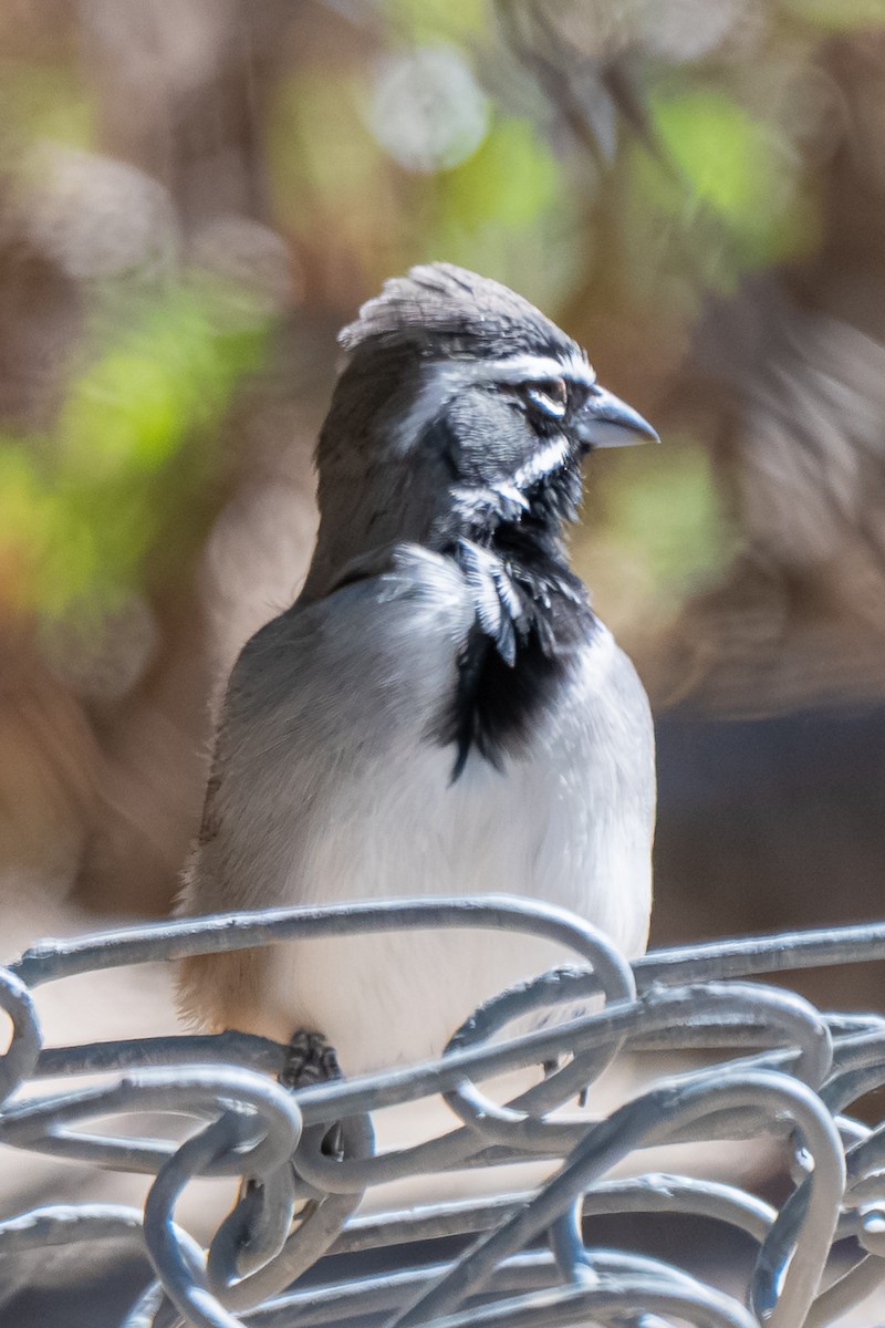 Black-throated Sparrow - ML645318807