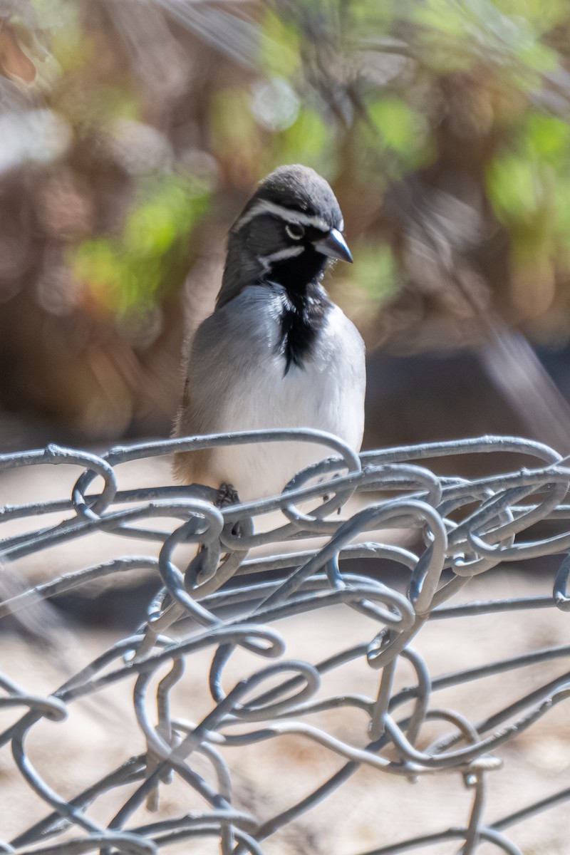 Black-throated Sparrow - ML645318808