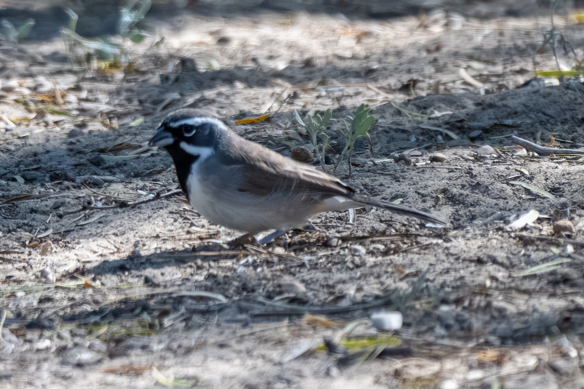 Black-throated Sparrow - ML645318809