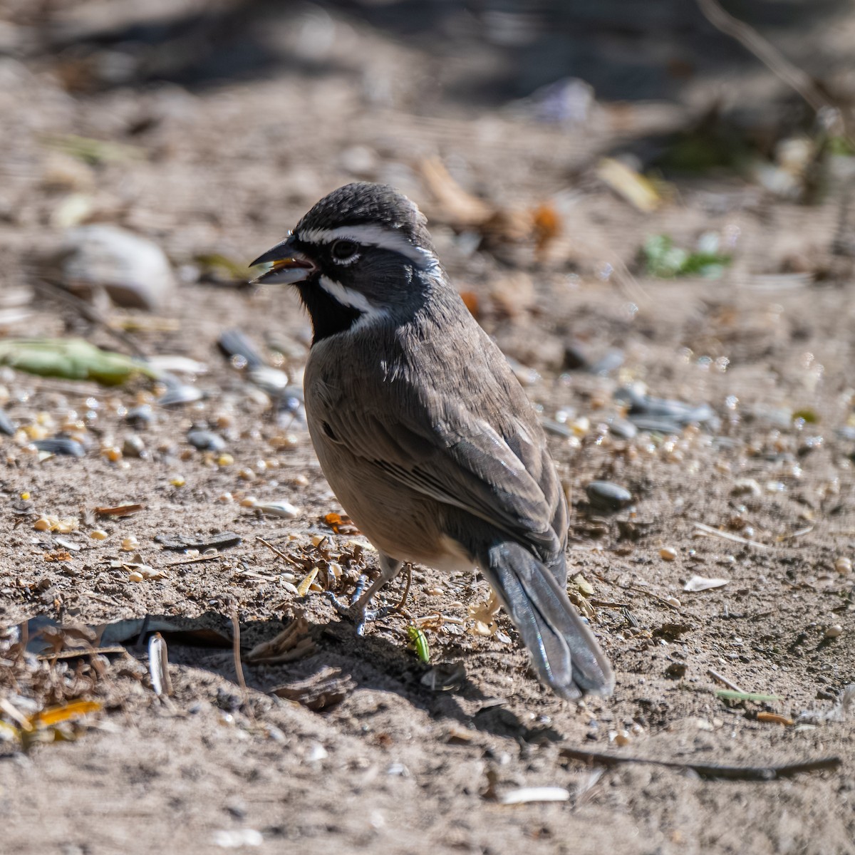 Black-throated Sparrow - ML645318810