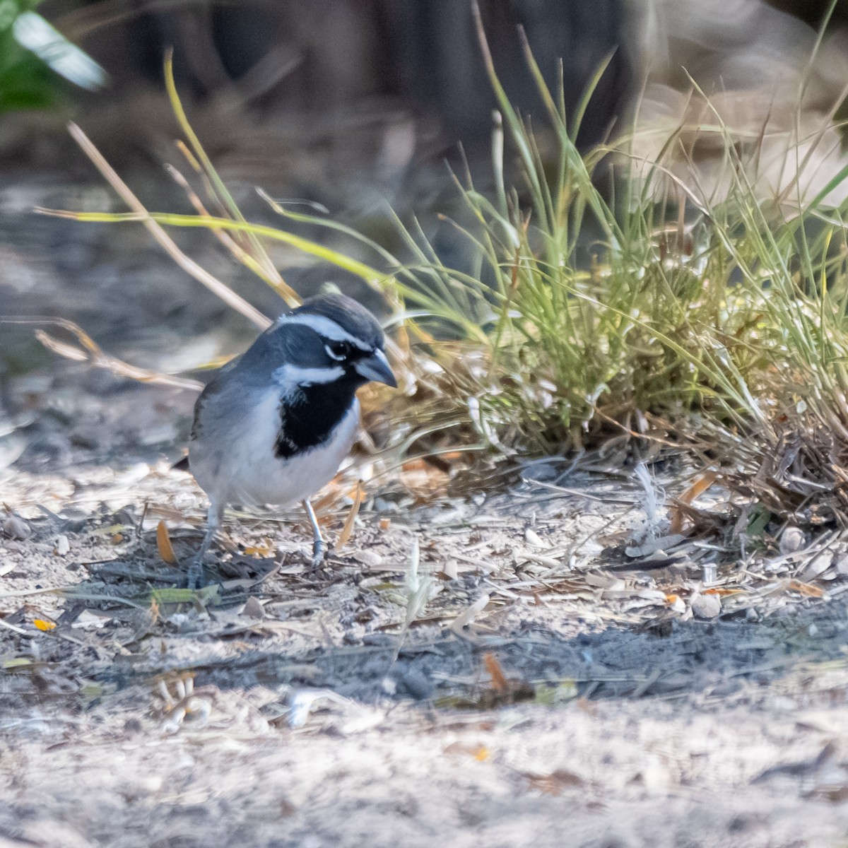 Black-throated Sparrow - ML645318812
