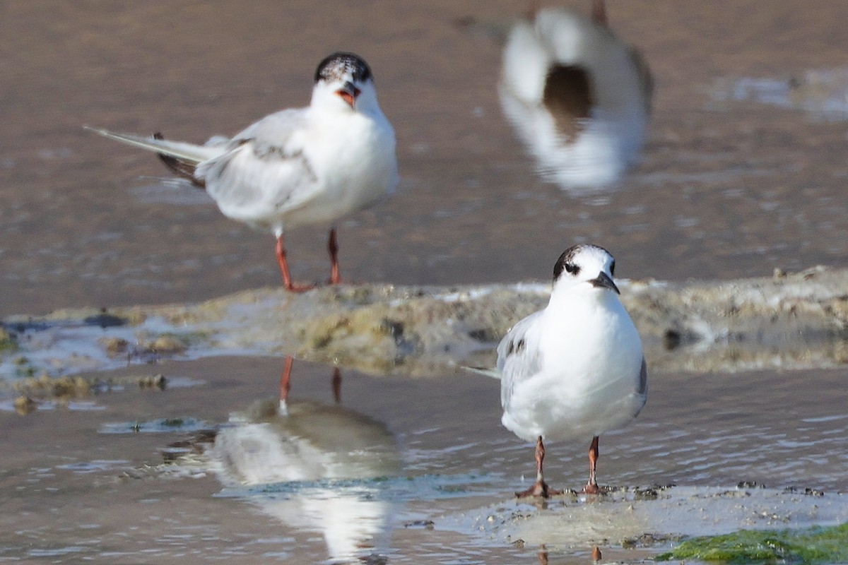 Common Tern - ML645318813