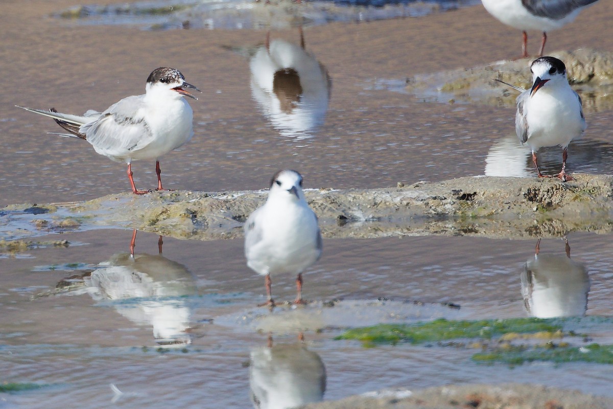 Common Tern - ML645318815