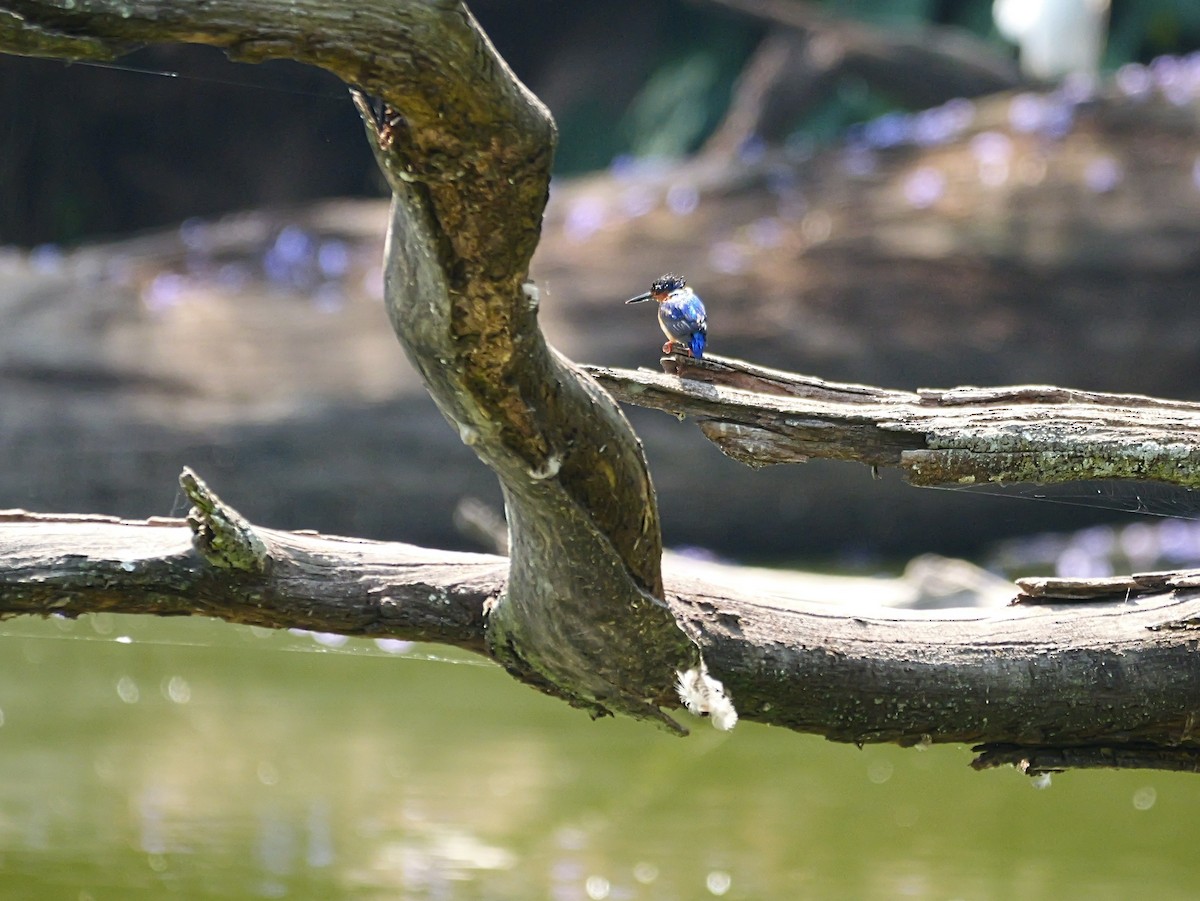 Malagasy Kingfisher - ML645318825