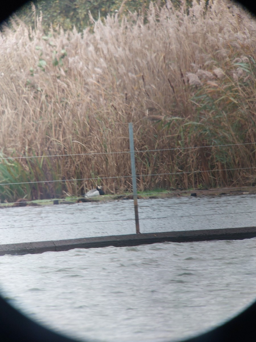 Barnacle Goose - ML645318831