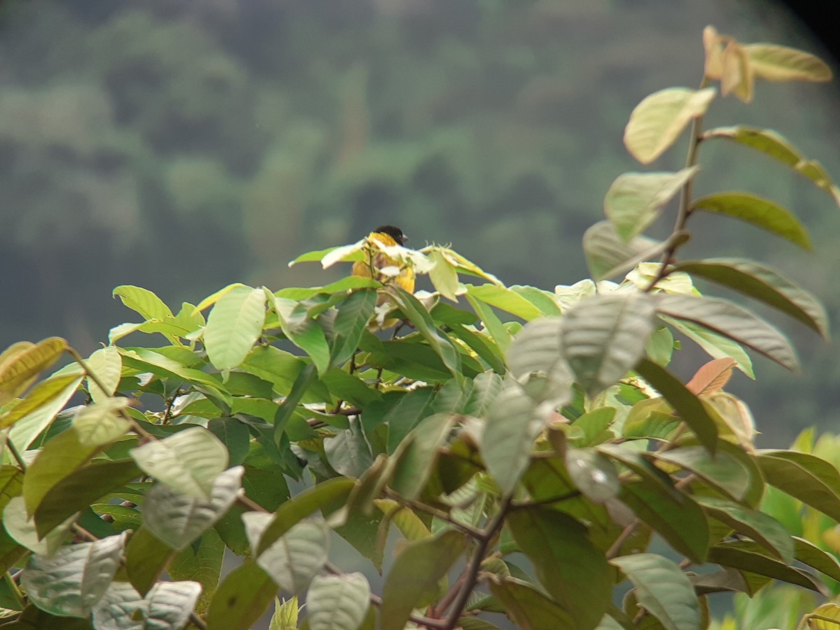 Slender-billed Weaver - ML645318832