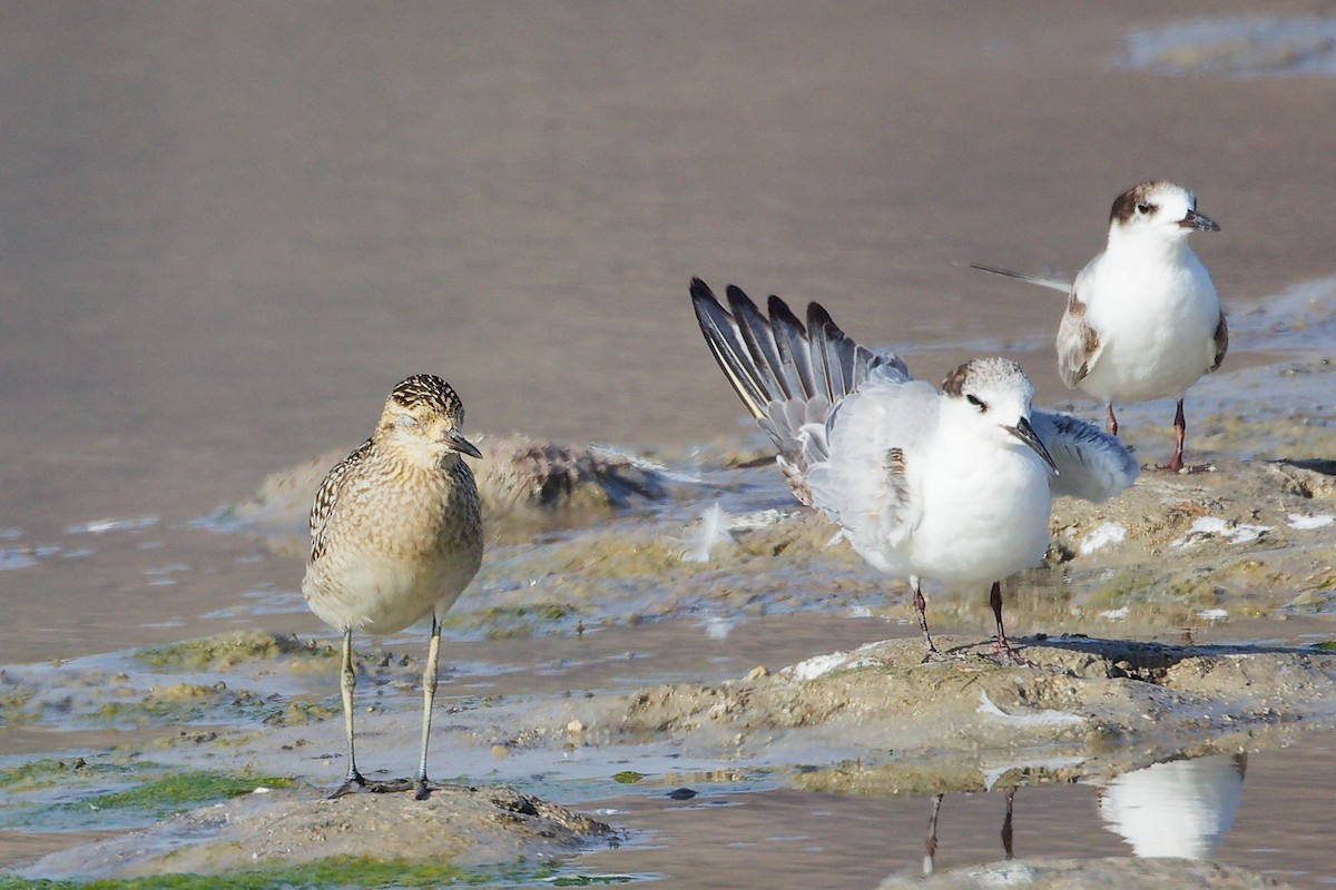 Common Tern - ML645318840