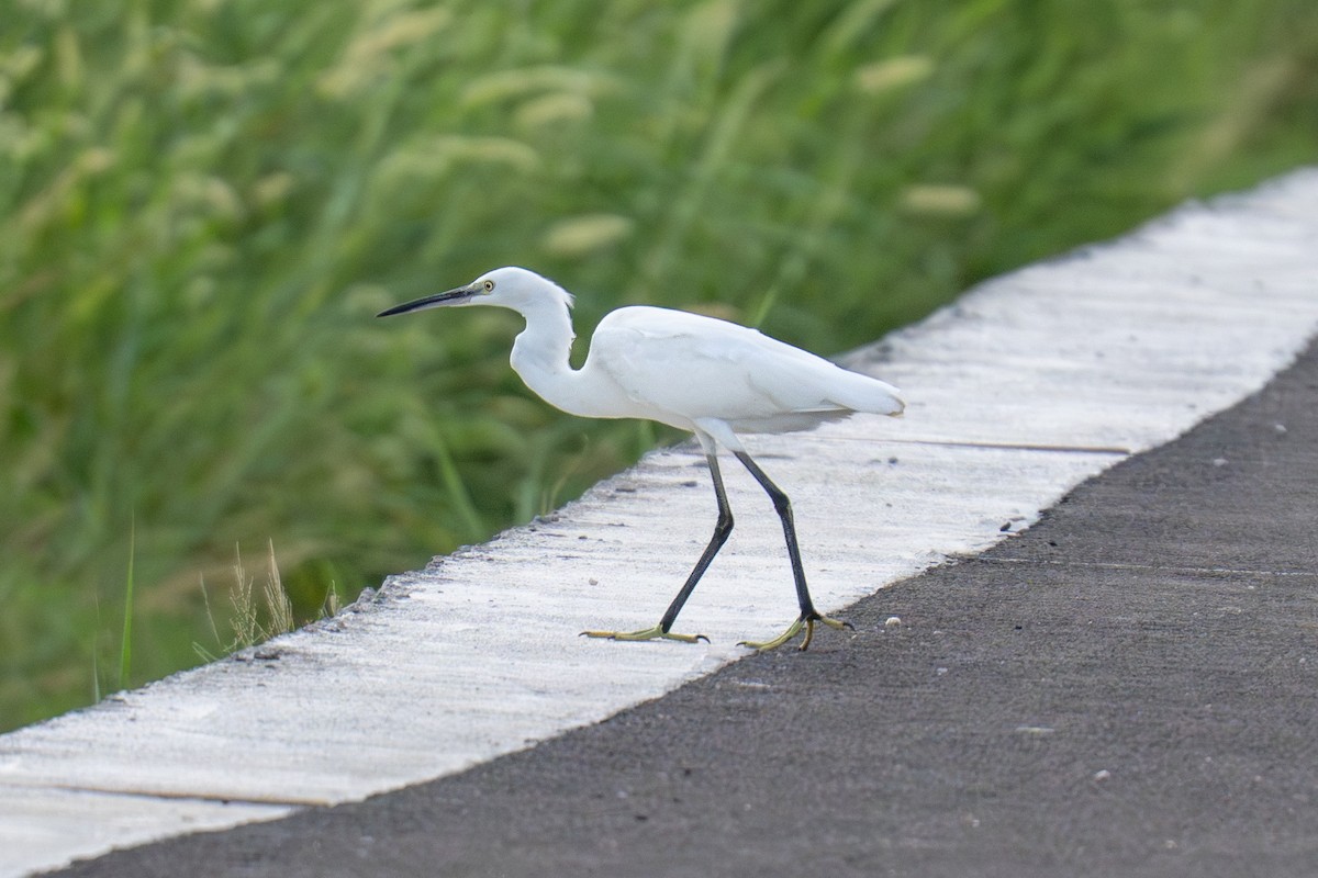 silkehegre - ML645318849