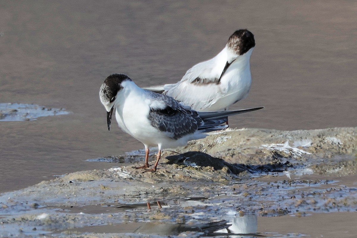Common Tern - ML645318860