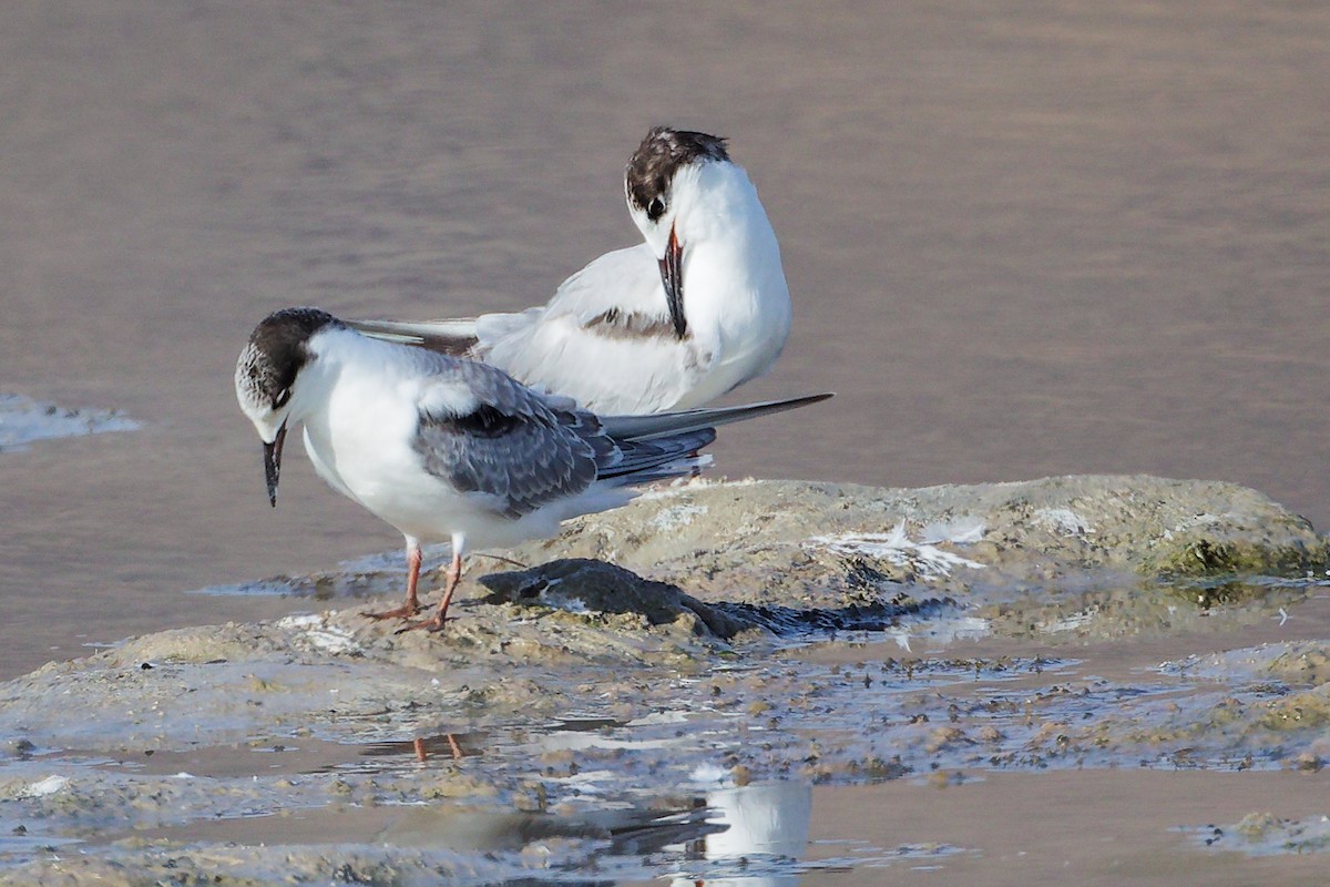 Common Tern - ML645318865