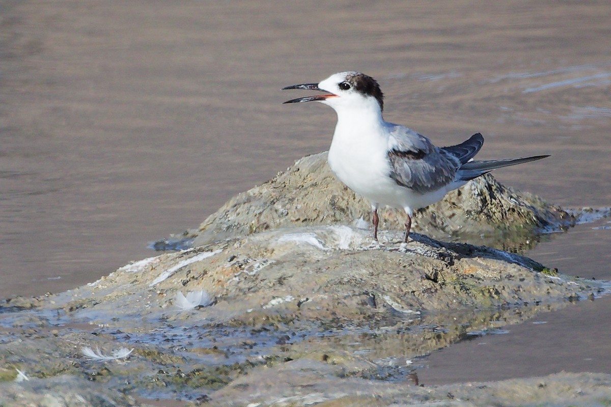 Common Tern - ML645318876