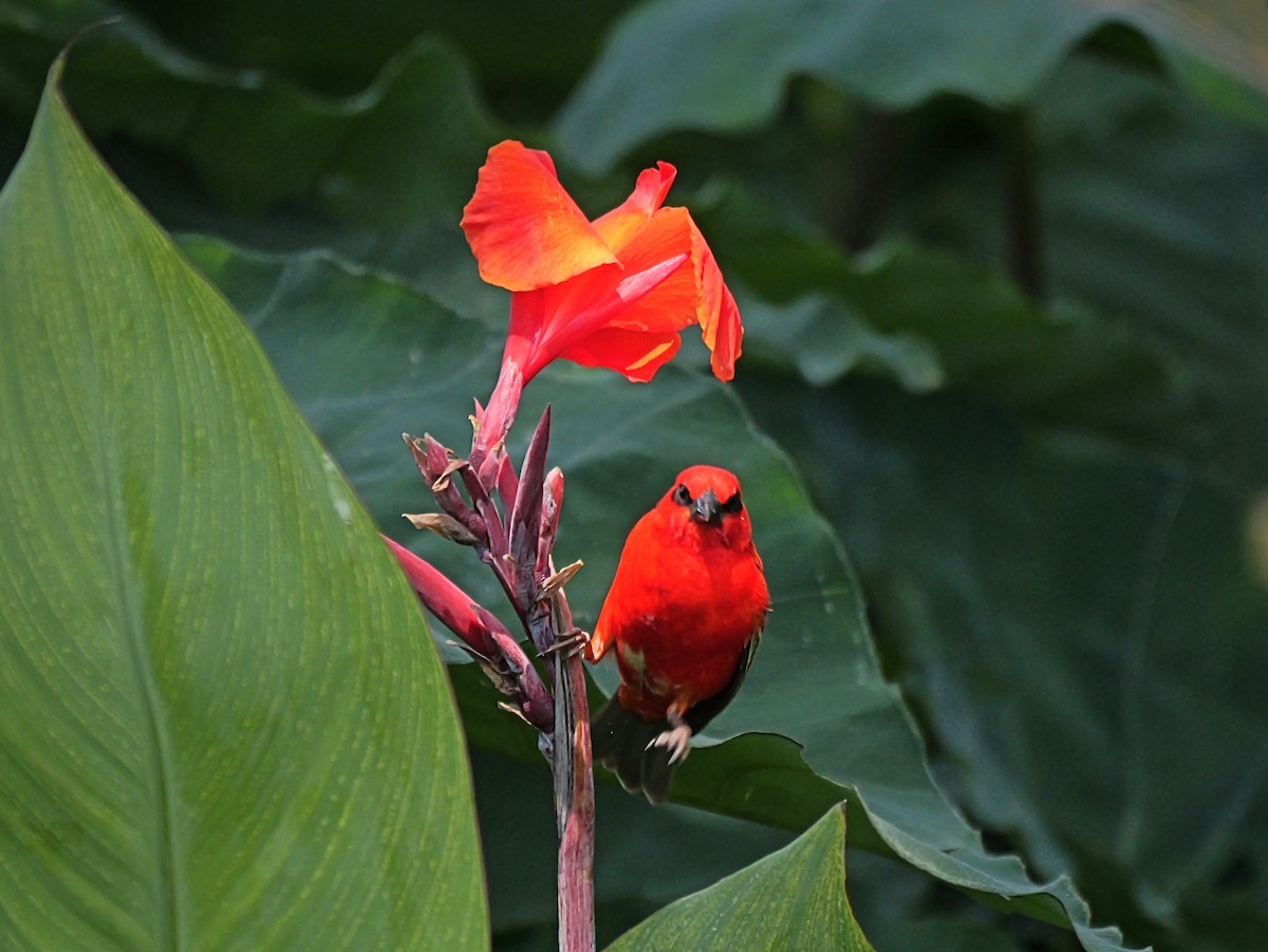 Red Fody - ML645318877