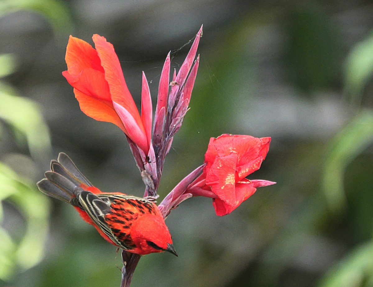 Red Fody - ML645318878