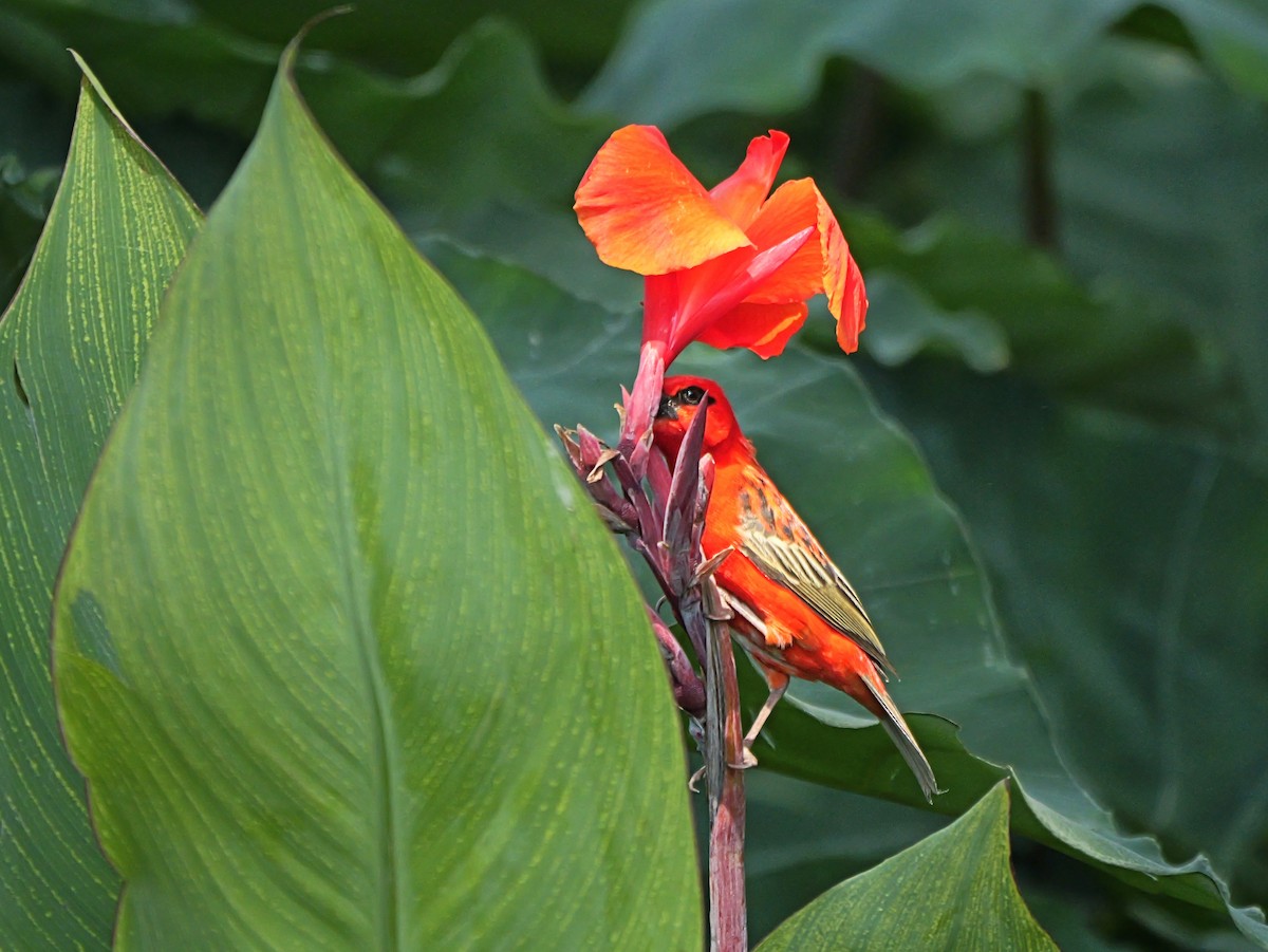 Red Fody - ML645318879