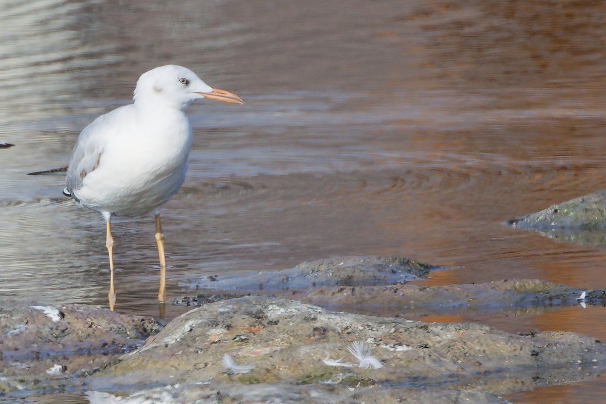 Slender-billed Gull - ML645318887