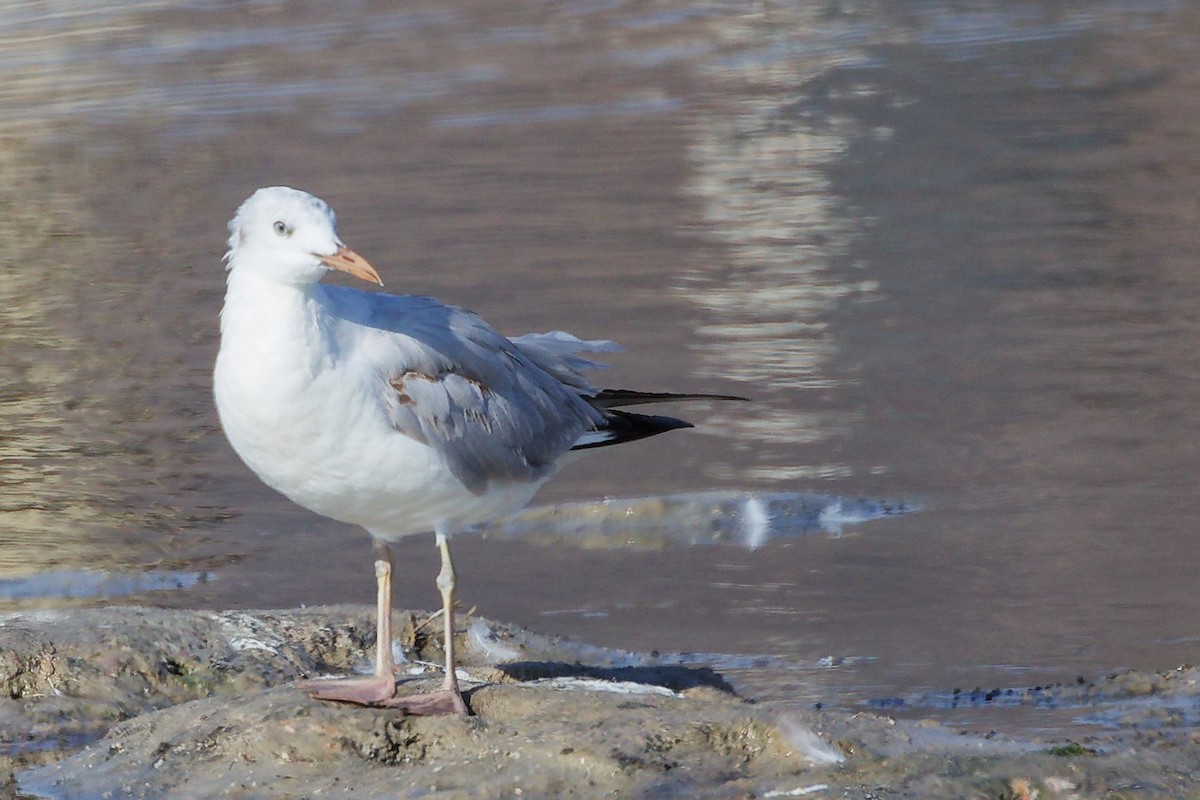 Slender-billed Gull - ML645318888