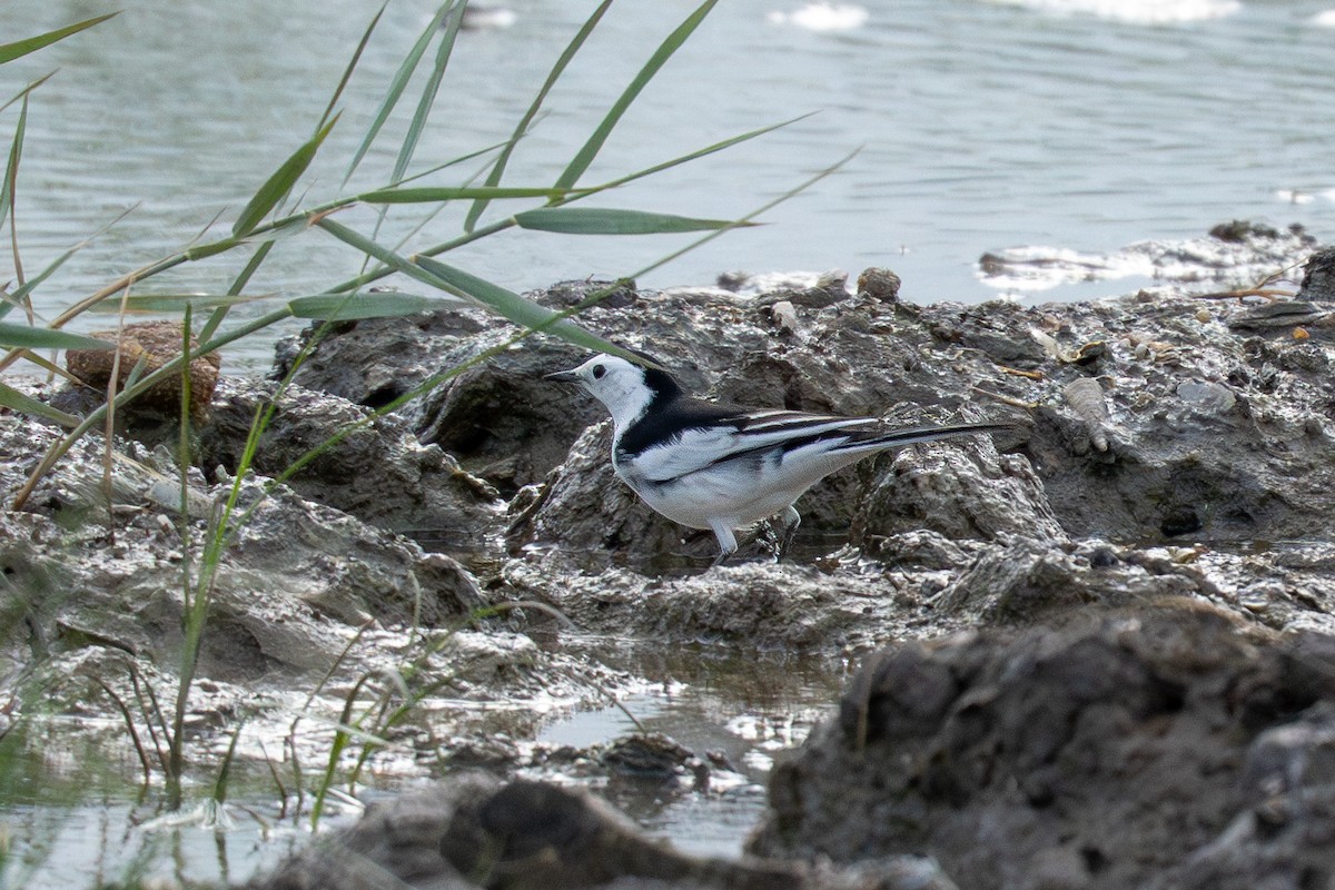 White Wagtail - ML645318889